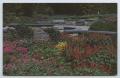 Postcard: [Postcard of Ritter Park Municipal Rose Gardens]