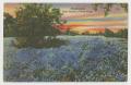 Primary view of [Postcard of a Field of Bluebonnets]