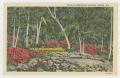 Primary view of [Postcard of Rock Garden and Azaleas at Bellingrath Gardens]