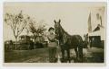 Postcard: [Postcard of Sam Reichman and His Horse]