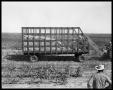 Photograph: Cotton Picking and Cotton Ginning