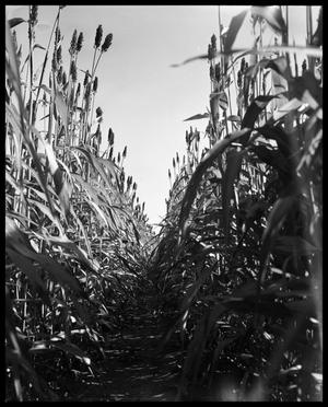 Primary view of object titled 'Crops at Miles and Winters, Texas #1'.
