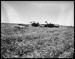 Primary view of object titled 'Crops at Miles and Winters, Texas'.