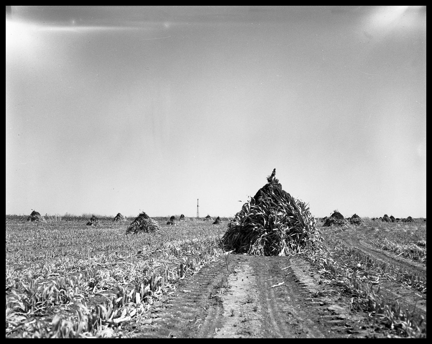 Crops at Miles and Winters, Texas
                                                
                                                    [Sequence #]: 1 of 1
                                                