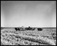 Photograph: Crops at Miles and Winters, Texas
