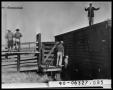 Photograph: Six Men by Cattle Chute and Rail Car