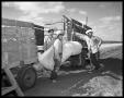 Photograph: Plowing Cotton