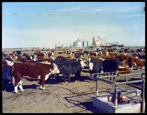 Primary view of object titled 'Edgar Davis Feed Lot #2'.