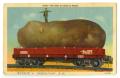 Postcard: [Postcard of Giant Potato]