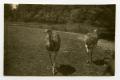 Photograph: [Photograph of Ostriches at Munich Zoo]