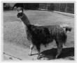 Photograph: [Alpaca at Marsalis Zoo]