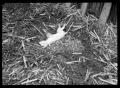 Primary view of [Frozen Animal Lying in Hay]