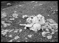 Photograph: [Two Lambs Lying Together]
