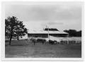 Photograph: [Cattle Outside of a Fence at the LBJ Ranch]