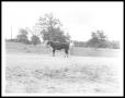 Photograph: [Lyndon Johnson Behind a Bull]