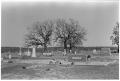 Photograph: [Cemetery with Trees]