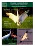 Pamphlet: Whooping Crane Identification: A Guide for Sandhill Crane and Waterfo…