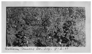 Primary view of object titled 'Cotton,  Nueces County, Texas'.