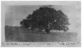 Photograph: Live oak [tree in] Harden's pasture