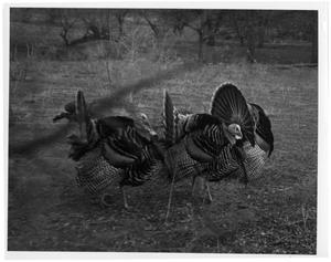 Primary view of object titled '[Strutting Wild Turkey Gobblers]'.