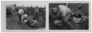 Primary view of object titled '[Two Photos of Cowboys Restraining a Calf]'.