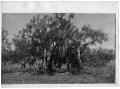 Photograph: [Coyotes Hanging from a Mesquite Tree]