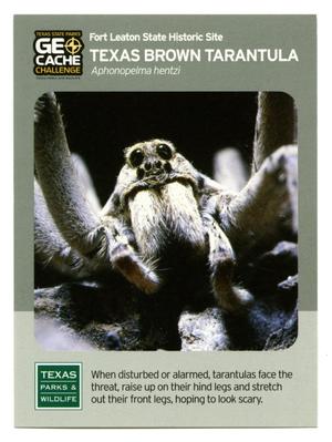 Primary view of object titled '[Trading Card: Texas Brown Tarantula]'.