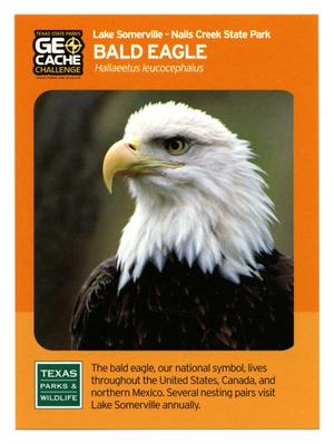 Primary view of object titled '[Trading Card: Bald Eagle]'.
