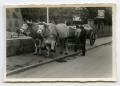 Photograph: [Photograph of Oxen Pulling Cart]