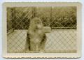 Photograph: [A Single Monkey Looking Out of His Cage]