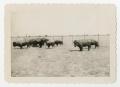 Photograph: [Photograph of a Buffalo Herd]