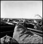 Photograph: [Cattle Gathered Around Feedsacks in a Truck]