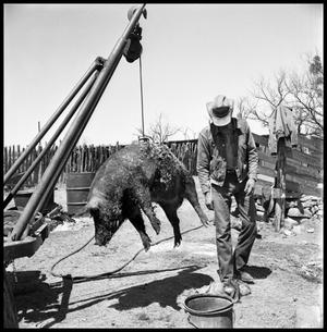 Primary view of object titled '[Hog Hanging from Winch]'.