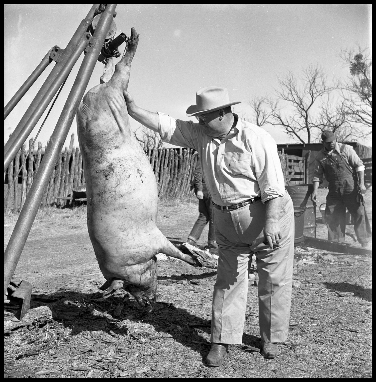 [Mule Stover, Watt Matthews, and Richard King with a Hanging Hog]
                                                
                                                    [Sequence #]: 1 of 1
                                                