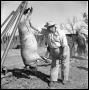 Primary view of [Mule Stover, Watt Matthews, and Richard King with a Hanging Hog]