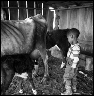 Primary view of object titled '[Young Boy in a Barn with Cattle]'.