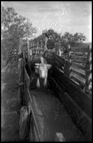 Primary view of object titled '[Cow Leaping Along  a Loading Chute]'.