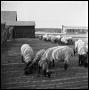 Photograph: [Sheep with New Lambs]