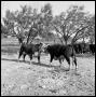 Photograph: [Two Bulls Butting Heads]