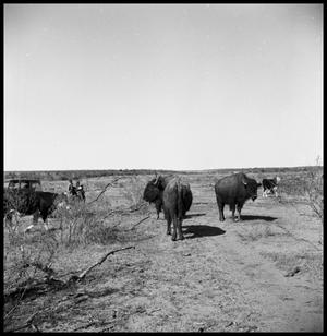 Primary view of object titled '[Bison, Cattle, and People on Ranch Land]'.