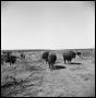 Thumbnail image of item number 1 in: '[Bison, Cattle, and People on Ranch Land]'.