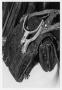 Primary view of [Photograph of Dr. Pound's Saddle Bag and Spurs]