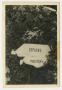 Photograph: [Photograph of Two Banners Lying in a Bed of Flowers]