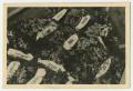 Photograph: [Photograph of a Large Flower Bed with a Number of Banners Lying on T…