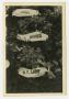 Photograph: [Photograph of Three Banners on a Bed of Flowers]