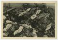 Photograph: [Photograph of a Large Pile of Flowers with Banners]