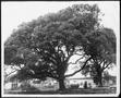 Primary view of [Photograph of the Nancy Jones oak tree in the George Ranch house yard]