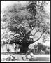 Photograph: [Photograph of the Nancy Jones oak tree and tree house]