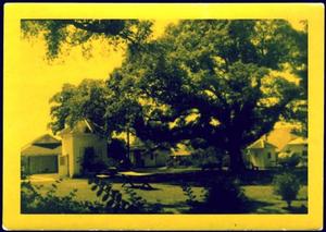 Primary view of object titled '[Color photograph of the Nancy Jones oak tree]'.