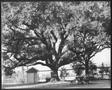 Thumbnail image of item number 1 in: '[Photograph of the Nancy Jones oak tree in the George Ranch yard]'.